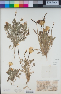 Eschscholzia lemmonii image