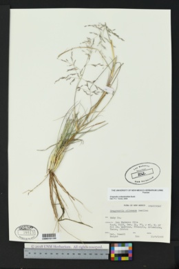Image of Eragrostis silveana