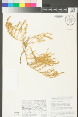 Nitrophila occidentalis image
