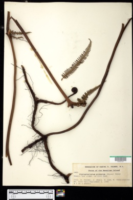 Image of Diplopterigium pinnatum