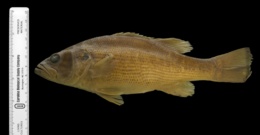 Image of Micropterus treculii