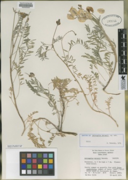 Astragalus moranii image