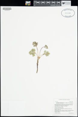 Lomatium shevockii image