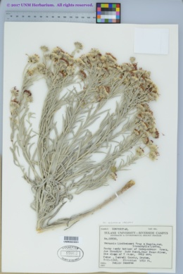 Vernonia lindheimeri var. leucophylla image