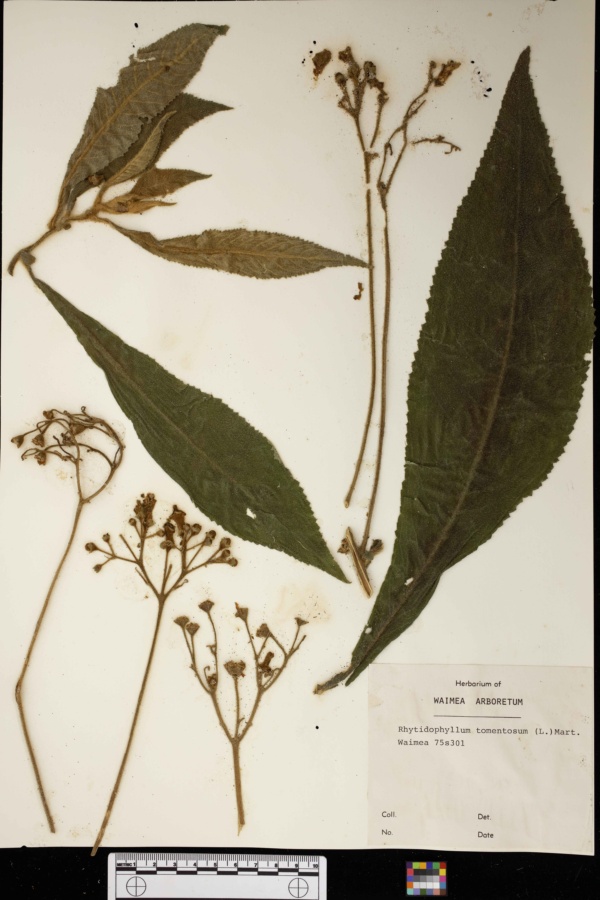 Rhytidophyllum image