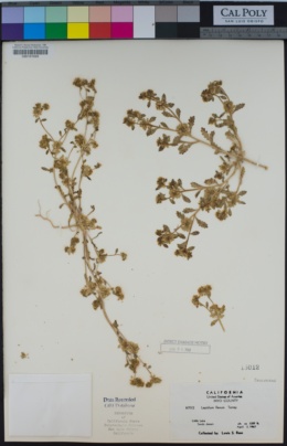 Image of Lepidium flavum