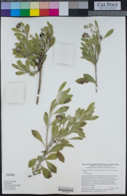 Osteospermum moniliferum image
