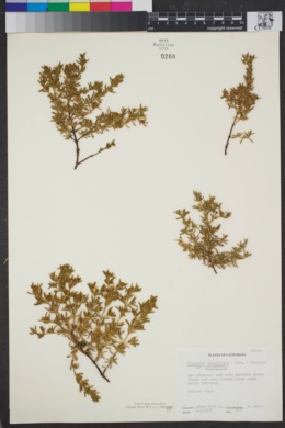 Frankenia grandifolia var. grandifolia image