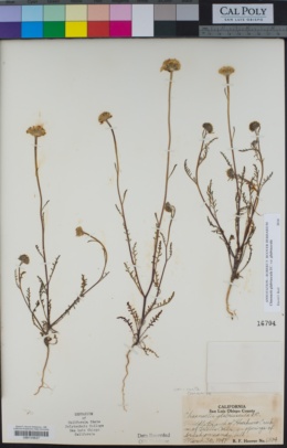Chaenactis glabriuscula var. glabriuscula image