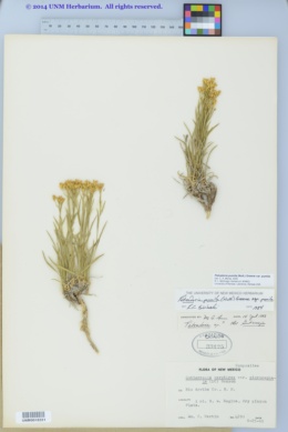 Petradoria pumila subsp. pumila image