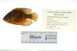 Enneacanthus gloriosus image