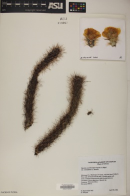 Cylindropuntia acanthocarpa var. coloradensis image