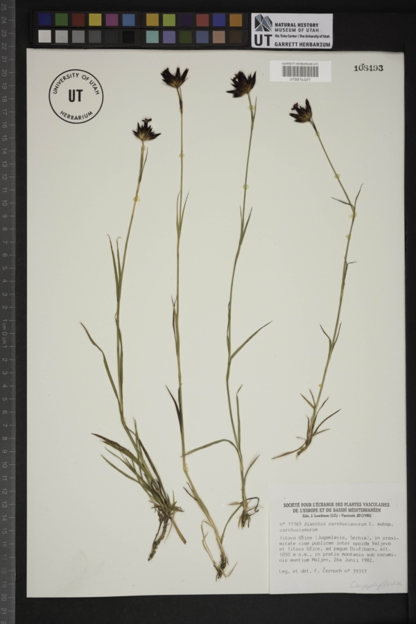 Dianthus carthusianorum subsp. carthusianorum image