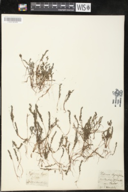 Lythrum thymifolium image