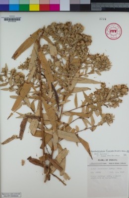 Image of Symphyotrichum firmum