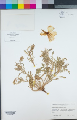 Image of Oenothera albicaulis