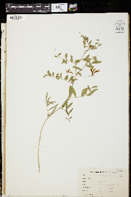 Image of Vicia dissitifolia