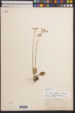 Image of Micranthes californica