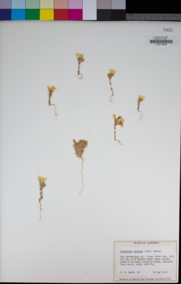 Linanthus parryae image