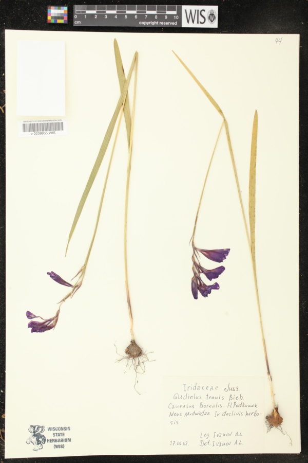 Gladiolus tenuis image