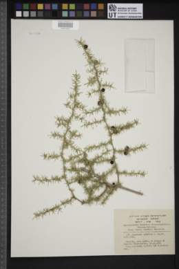 Image of Asparagus aphyllus