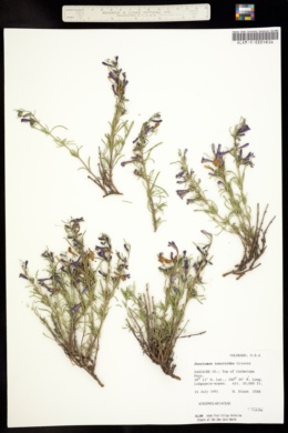 Image of Penstemon teucrioides