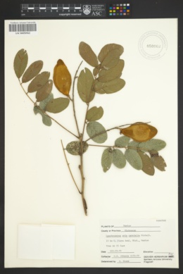 Image of Lonchocarpus eriocarinalis