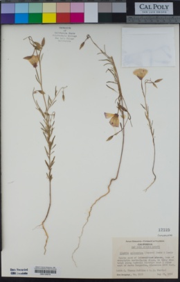 Clarkia cylindrica image