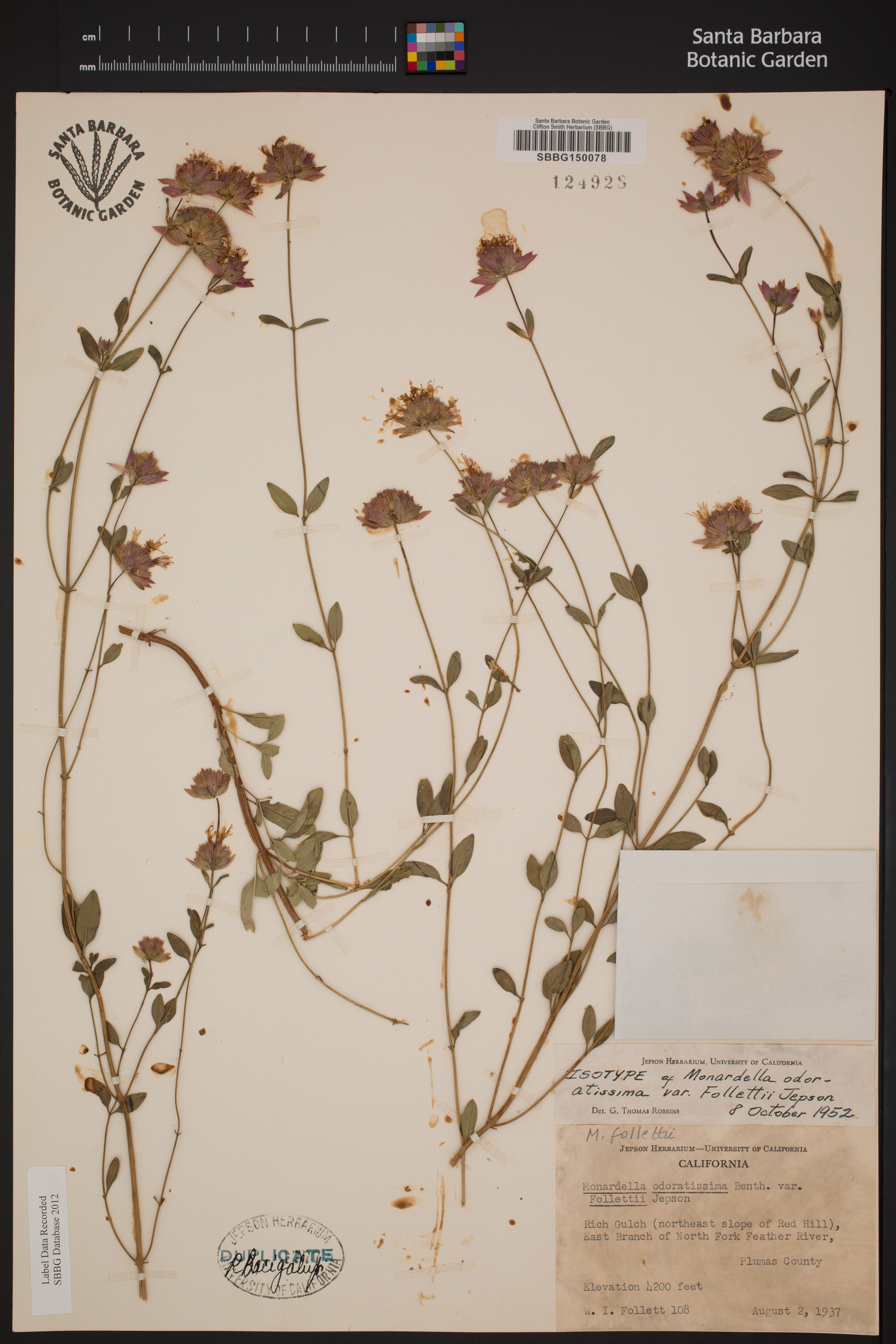 Monardella odoratissima var. follettii image