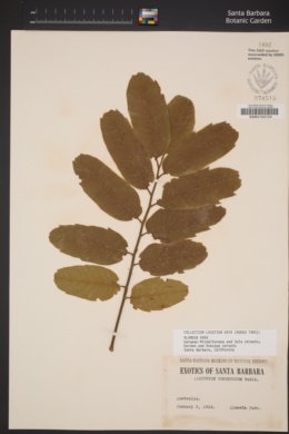 Image of Alectryon tomentosum