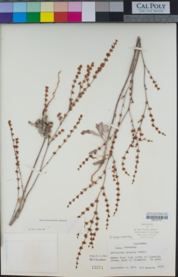 Eriogonum gracile image