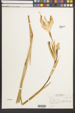 Iris munzii image