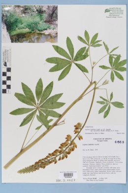 Lupinus latifolius var. leucanthus image