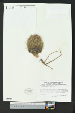 Echinomastus intertextus image
