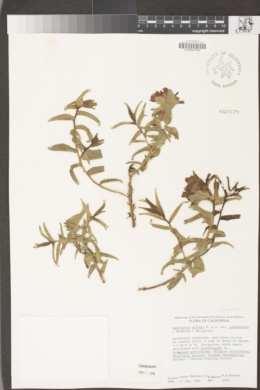 Castilleja affinis subsp. affinis image