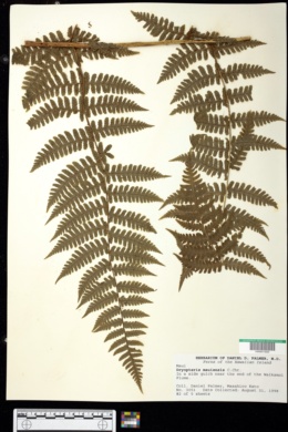Dryopteris mauiensis image