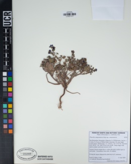 Phacelia campanularia subsp. campanularia image