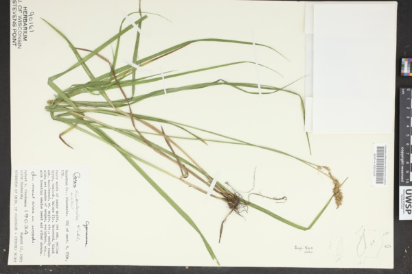 Carex tribuloides image