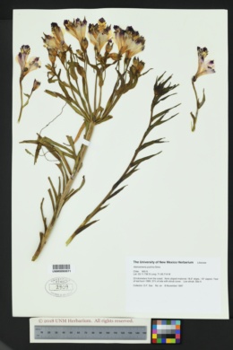 Image of Alstroemeria pulchra
