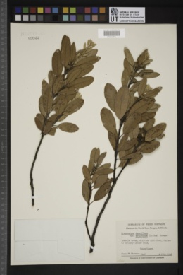 Lithocarpus densiflora var. echinoides image