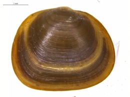 Image of Calocochlea melanocheila