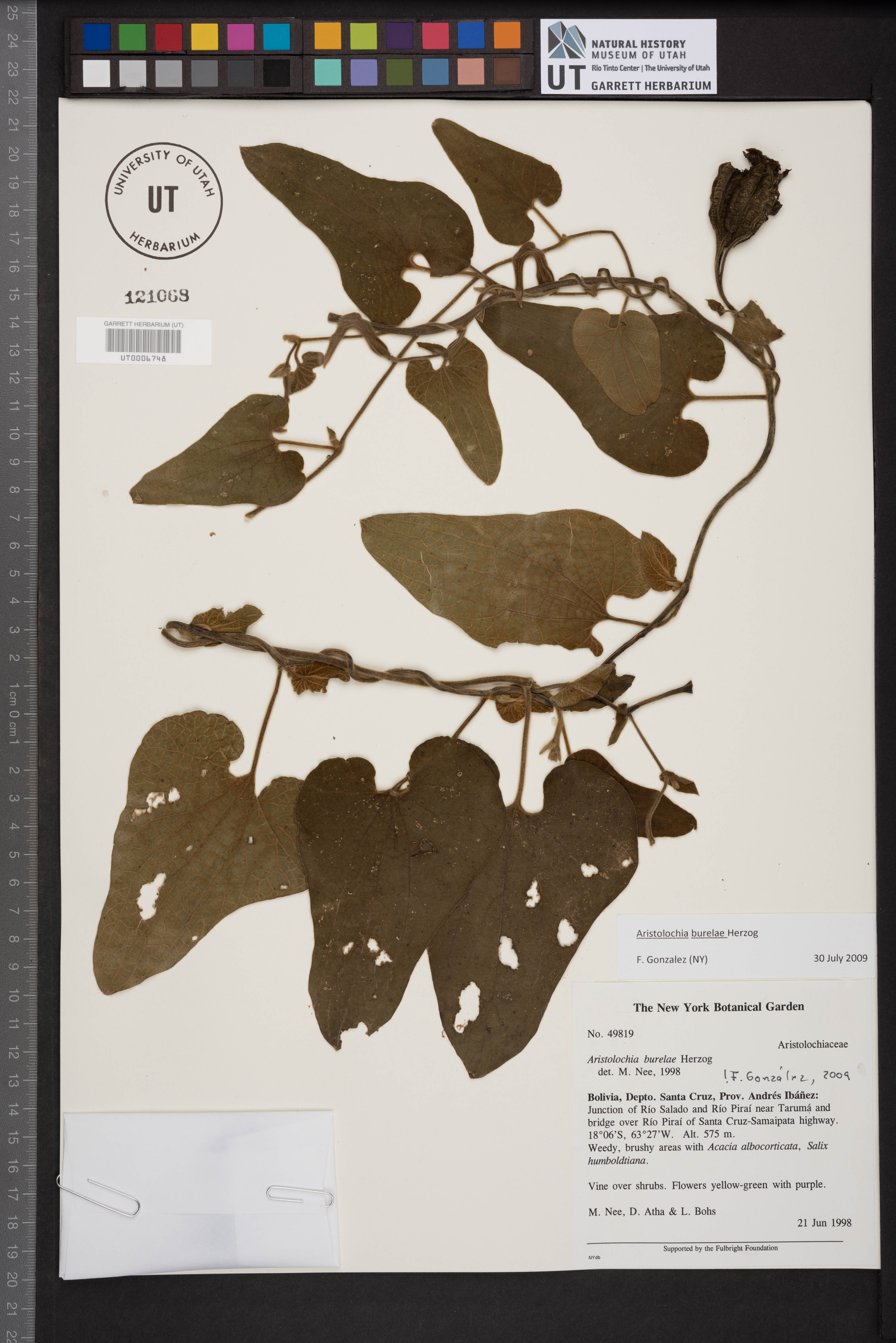 Aristolochia burelae image