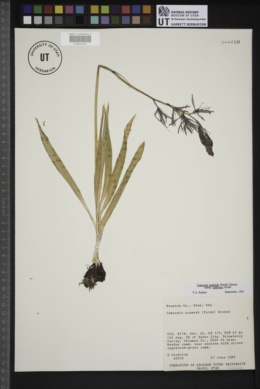 Camassia quamash subsp. utahensis image