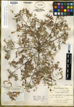 Astragalus diaphanus image