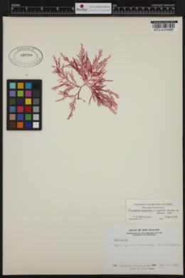 Plocamium angustum image