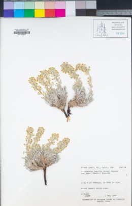Oreocarya humilis subsp. nana image