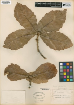 Quercus subspathulata image