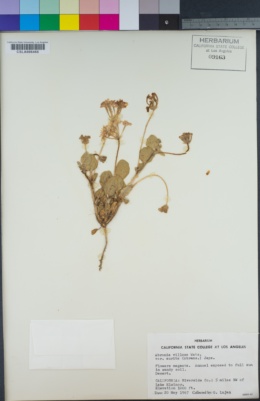 Abronia villosa var. aurita image