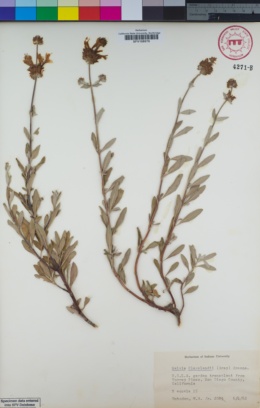 Image of Salvia clevelandii