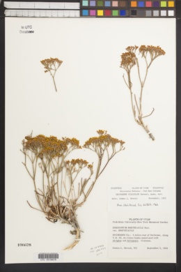 Image of Eriogonum viridulum